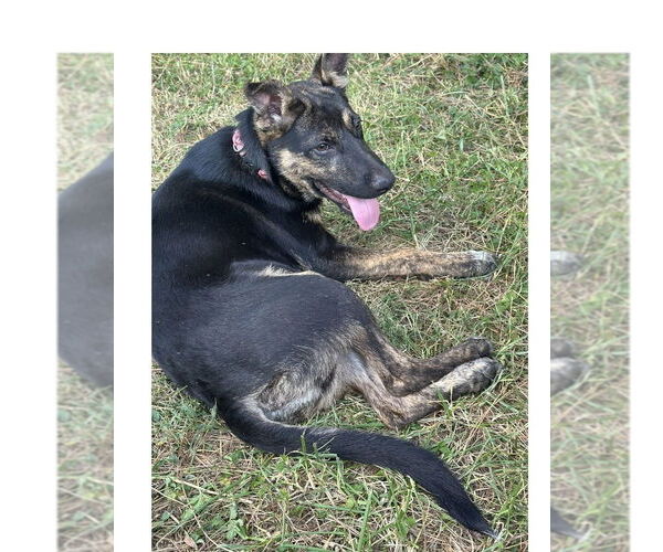 Medium Photo #2 German Shepherd Dog-Unknown Mix Puppy For Sale in Mooresville, NC, USA