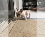 Small Photo #4 French Bulldog Puppy For Sale in PORT SAINT LUCIE, FL, USA