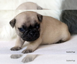 Small Photo #68 Pug Puppy For Sale in WINNSBORO, TX, USA