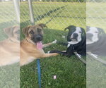 Small #24 Black Mouth Cur-German Shepherd Dog Mix