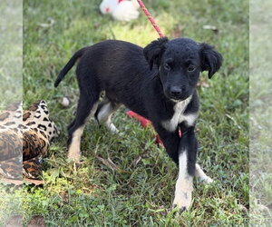 MARTIN - Male Mutt Dog for Adoption - Photo #4