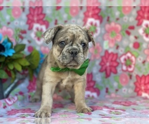 French Bulldog Puppy for sale in LANCASTER, PA, USA