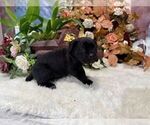 Small #5 Cane Corso