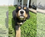 Small Photo #26 Bernese Mountain Dog Puppy For Sale in BRIDGEPORT, WV, USA