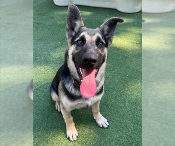 Medium Photo #2 German Shepherd Dog Puppy For Sale in Woodland, CA, USA