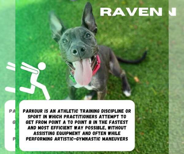 Medium Photo #24 Mutt Puppy For Sale in Pompano Beach , FL, USA