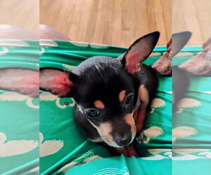 Chihuahua Puppy for sale in METAIRIE, LA, USA