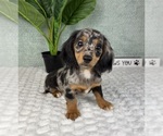 Small #3 Dachshund