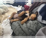 Small #1 Miniature Pinscher Mix