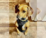 Small #2 Dachshund