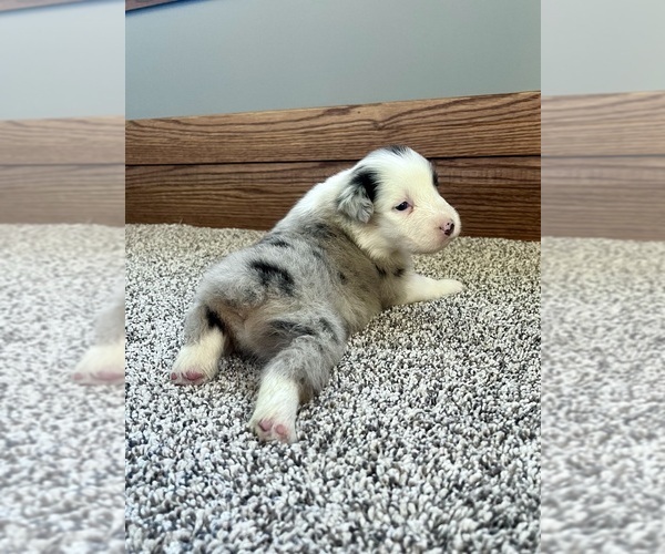 Medium Photo #3 Australian Shepherd Puppy For Sale in LODA, IL, USA