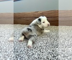 Small #2 Australian Shepherd