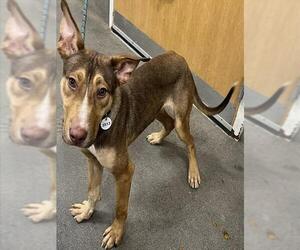 German Shepherd Dog-Unknown Mix Dogs for adoption in Forestville, MD, USA