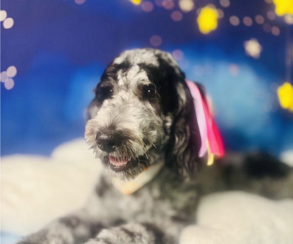 Medium Photo #1 Goldendoodle Puppy For Sale in WACO, TX, USA