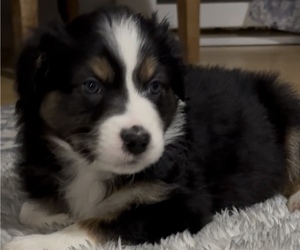 Medium Australian Shepherd