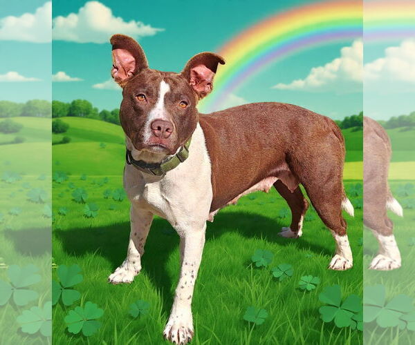 Medium Photo #7 Mutt Puppy For Sale in Talladega, AL, USA