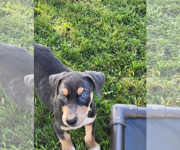 Medium Photo #1 Doberman Pinscher-Unknown Mix Puppy For Sale in Minneaoplis, MN, USA