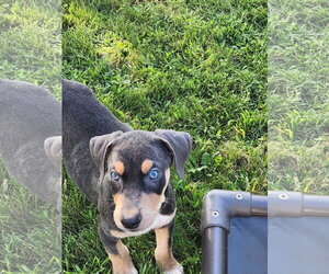 Doberman Pinscher-Unknown Mix Dogs for adoption in Minneaoplis, MN, USA