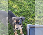 Small Doberman Pinscher Mix