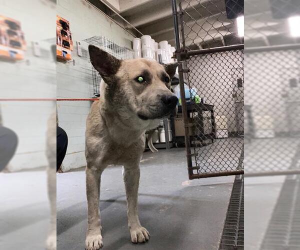 Medium Photo #1 German Shepherd Dog-Unknown Mix Puppy For Sale in Stockton, CA, USA