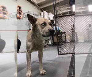 German Shepherd Dog-Unknown Mix Dogs for adoption in Stockton, CA, USA