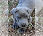 Small #3 Mutt