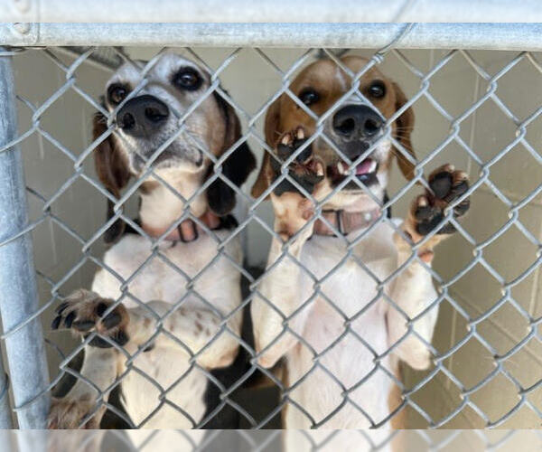 Medium Photo #4 Beagle Puppy For Sale in Tampa, FL, USA