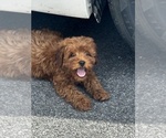 Small Photo #7 Cavapoo-Poodle (Miniature) Mix Puppy For Sale in ATGLEN, PA, USA