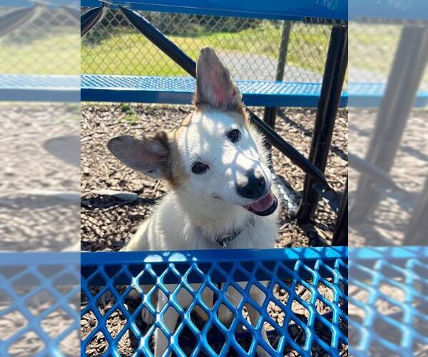 Medium Photo #1 Australian Shepherd Puppy For Sale in Waterford, VA, USA