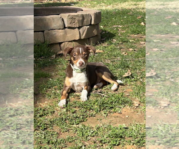 Medium Photo #2 Australian Shepherd-Chihuahua Mix Puppy For Sale in Mooresville, NC, USA