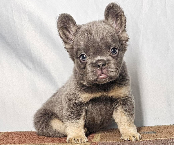 Medium Photo #3 French Bulldog Puppy For Sale in MINNEAPOLIS, MN, USA