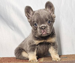 Small #2 French Bulldog