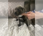 Small Photo #8 Cane Corso Puppy For Sale in DONEGAL, PA, USA