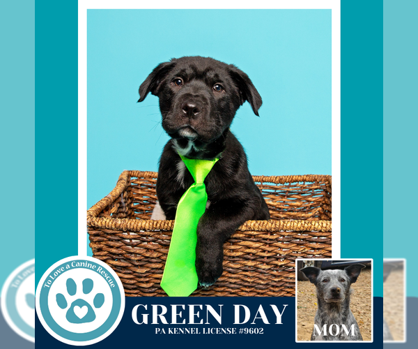 Medium Photo #15 Border Collie-Unknown Mix Puppy For Sale in Kimberton, PA, USA