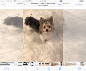 Yorkshire Terrier Puppy for sale in SPRING HILL, FL, USA