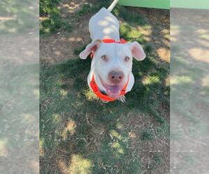 American Pit Bull Terrier-Basset Hound Mix Dogs for adoption in Bakersfield, CA, USA