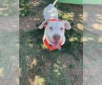 Small American Pit Bull Terrier-Basset Hound Mix