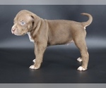 Small #1 American Bully