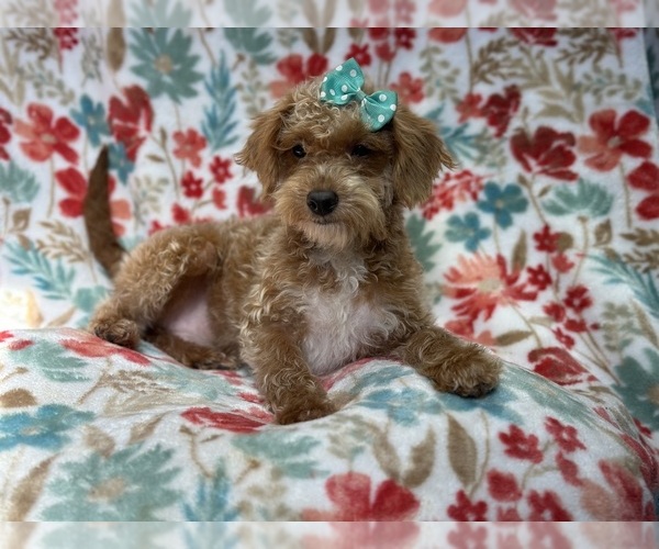 Medium Photo #3 Poovanese Puppy For Sale in LAKELAND, FL, USA