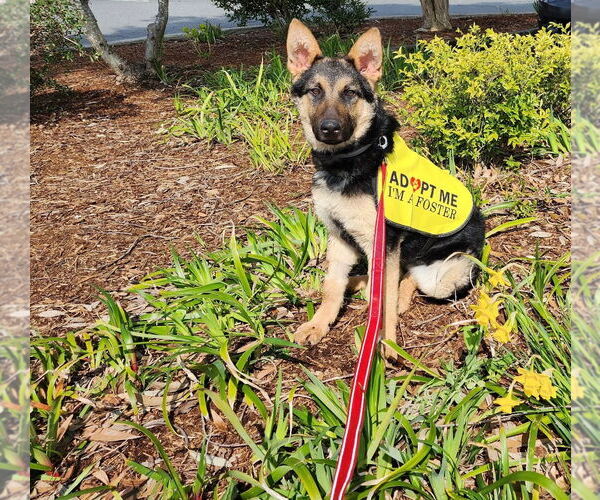 Medium Photo #19 German Shepherd Dog Puppy For Sale in Seattle, WA, USA