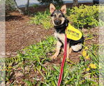 Small #18 German Shepherd Dog
