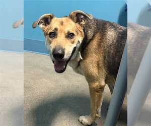 Shepradors Dogs for adoption in Houston, TX, USA