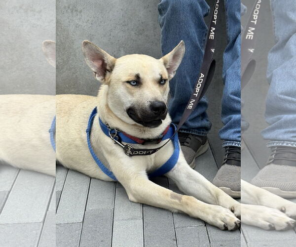 Medium Photo #3 Huskies -Unknown Mix Puppy For Sale in Lake Elsinore, CA, USA