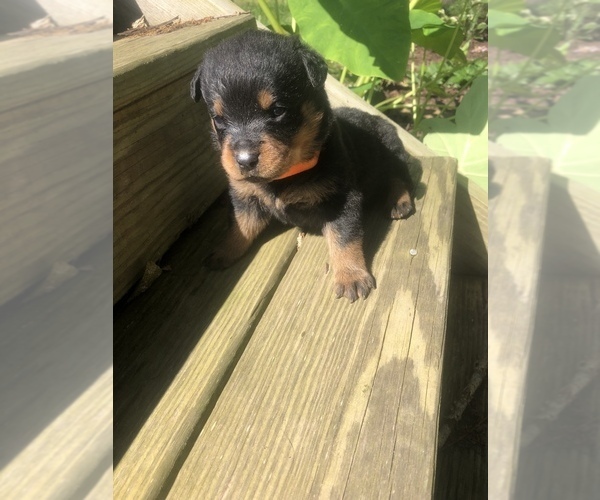 Medium Photo #4 Rottweiler Puppy For Sale in WESLEY, AR, USA