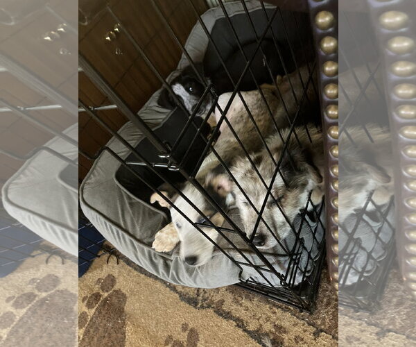 Medium Photo #3 Mutt Puppy For Sale in Garden City, NY, USA