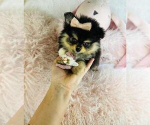 Pomeranian Puppy for sale in ALPHARETTA, GA, USA