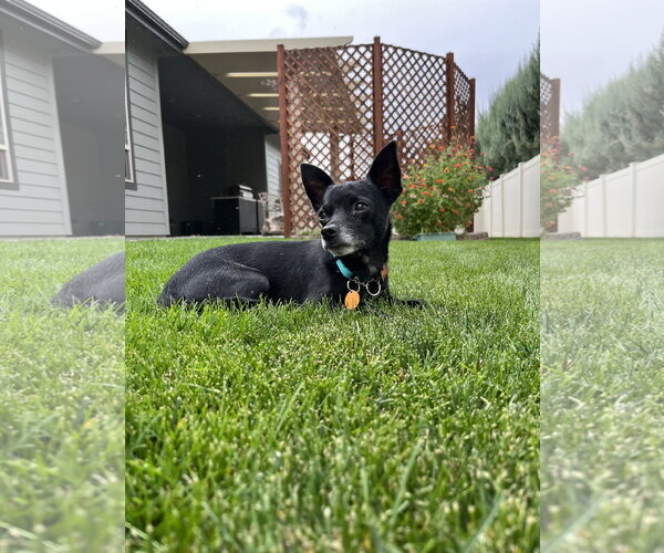Medium Photo #1 Chihuahua Puppy For Sale in Emmett, ID, USA