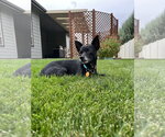 Chong - Male Chihuahua Dog for Adoption - Small photo