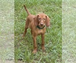 Puppy Jr Vizsla
