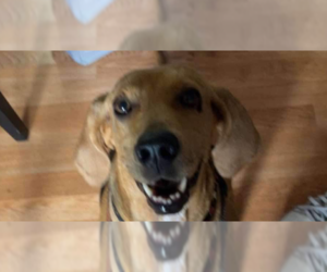 Bloodhound-Treeing Walker Coonhound Mix Dogs for adoption in Tampa, FL, USA